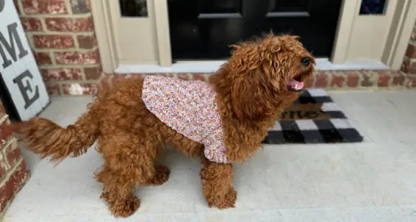 A small dog with long red wavy fur is wearing a variegated crochet dog sweater that narrows as it gets close to its tail, and has a ribbed cuff on the visible front leg.